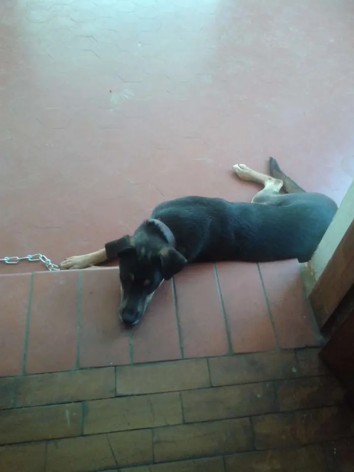 Cachorro ra a SRD idade 1 ano nome NEMO