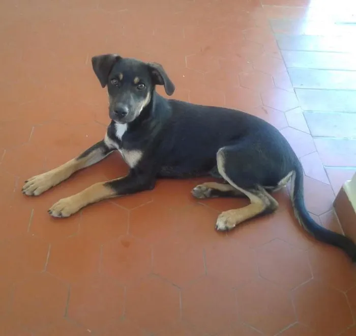 Cachorro ra a SRD idade 1 ano nome NEMO