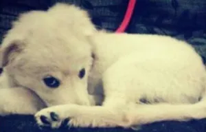 Cachorro raça Labrador com viralata idade 2 a 6 meses nome Valente