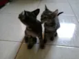 Heme e Mel