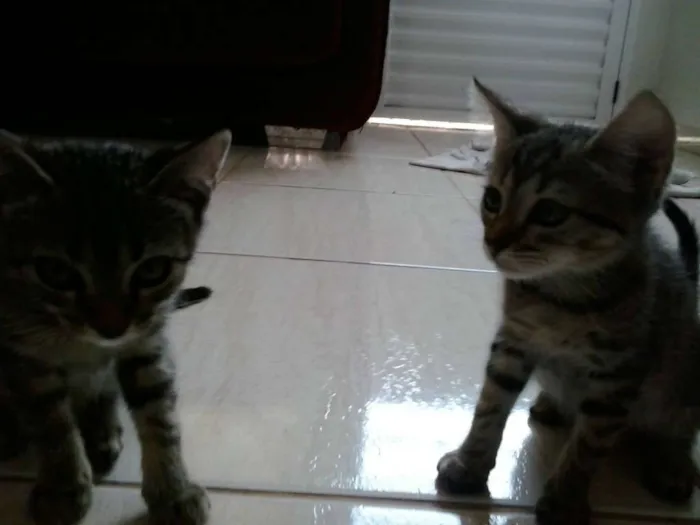 Gato ra a indefinida idade 2 a 6 meses nome Heme e Mel