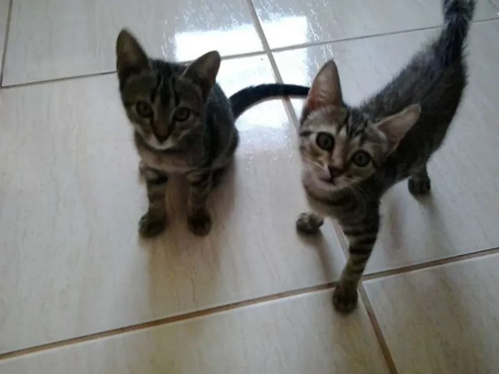 Gato ra a indefinida idade 2 a 6 meses nome Heme e Mel