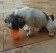 Kimi
