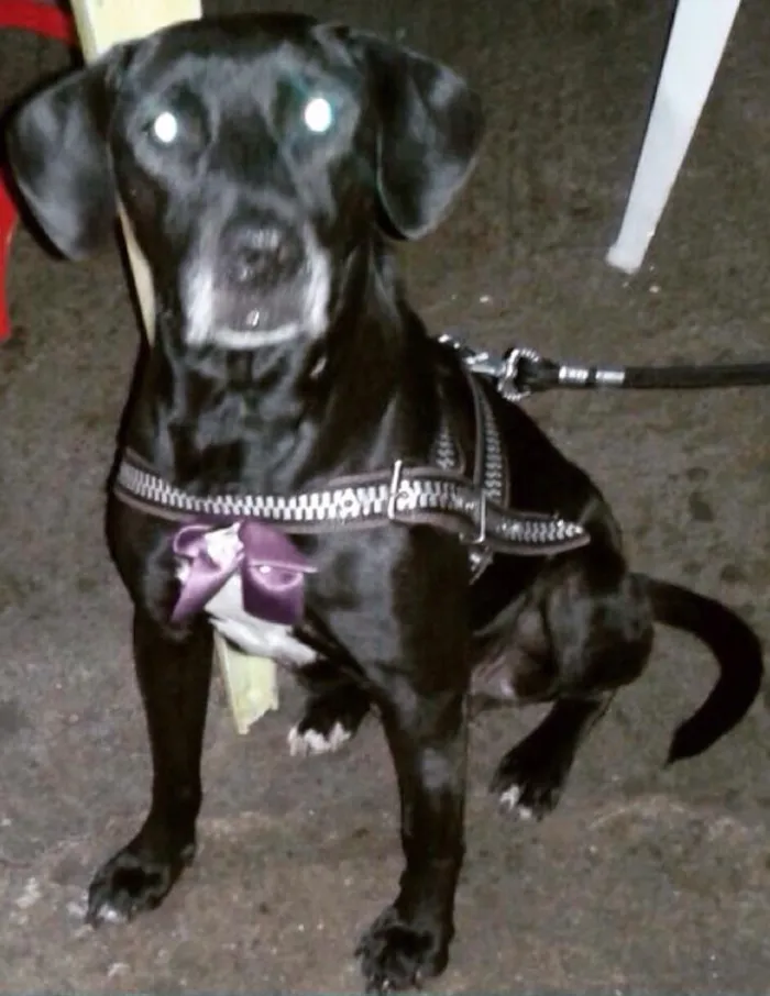 Cachorro ra a Sdr idade  nome Pretinha