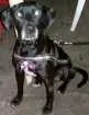 Cachorro raça Sdr idade  nome Pretinha