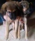 Kalleu e Gisele