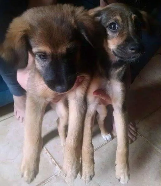Cachorro ra a SRD idade 2 a 6 meses nome Kalleu e Gisele