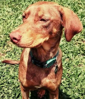 Cachorro raça SRD idade 1 ano nome Molly