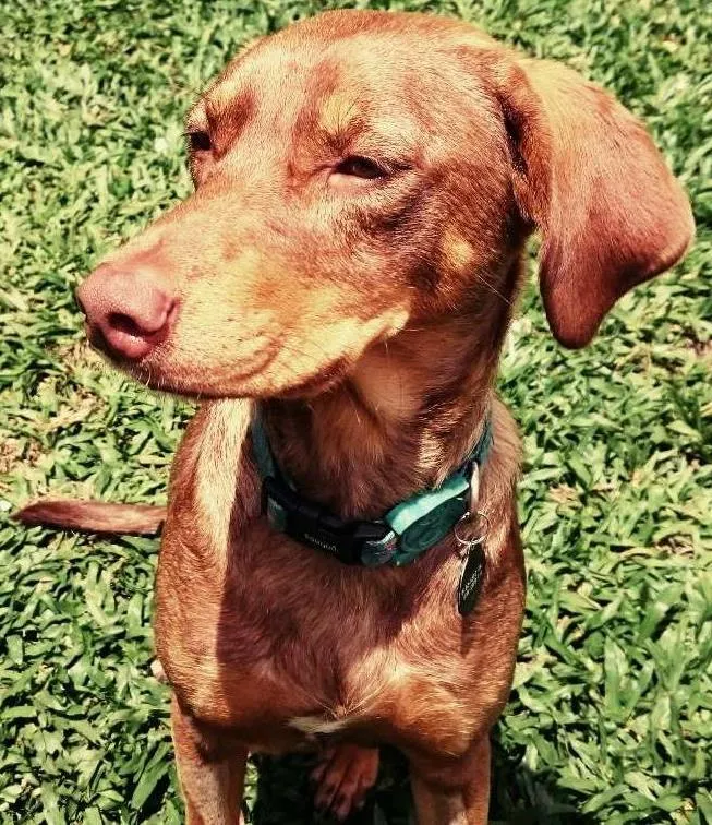 Cachorro ra a SRD idade 1 ano nome Molly