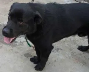 Cachorro raça Labrador misturado idade 1 ano nome Marley