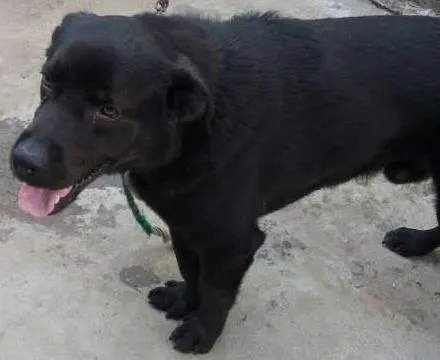 Cachorro ra a Labrador misturado idade 1 ano nome Marley