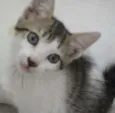 CATATAU