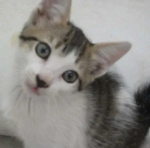 Gato raça SRD idade 2 a 6 meses nome CATATAU