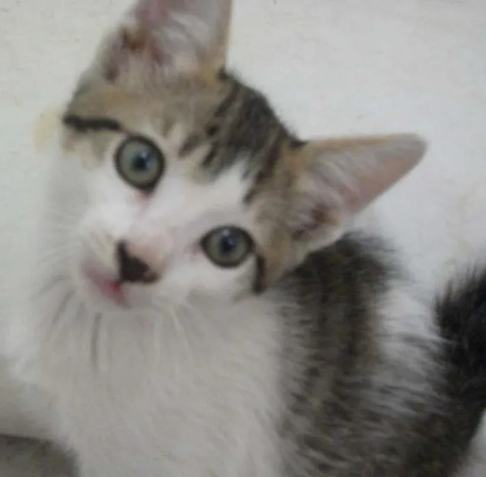 Gato ra a SRD idade 2 a 6 meses nome CATATAU
