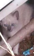 Gato raça Siamês idade Abaixo de 2 meses nome Gatinha