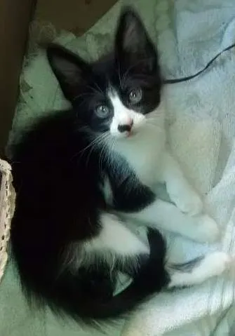 Gato ra a Sem raça definida idade Abaixo de 2 meses nome Sem nomes