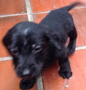 Cachorro raça Srd idade Abaixo de 2 meses nome Sem nome