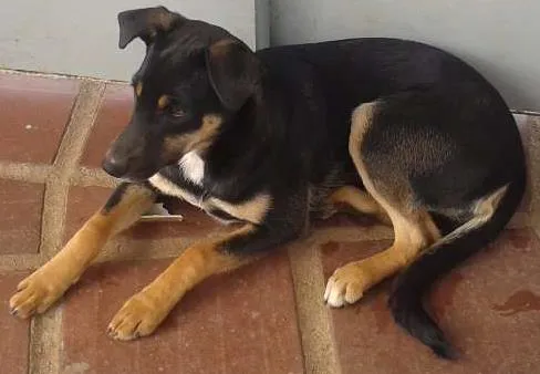 Cachorro ra a SRD idade 1 ano nome NEMO
