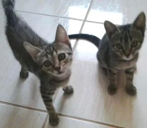 Gato raça indefinida idade 2 a 6 meses nome Heme e Mel