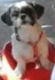 Kimi