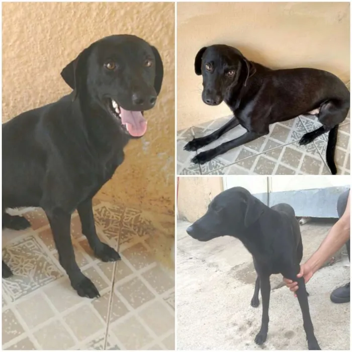 Cachorro ra a SRD idade 7 a 11 meses nome Dudu