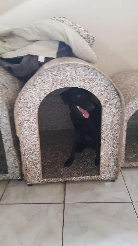 Cachorro ra a SRD idade 7 a 11 meses nome Dudu