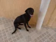 Dudu