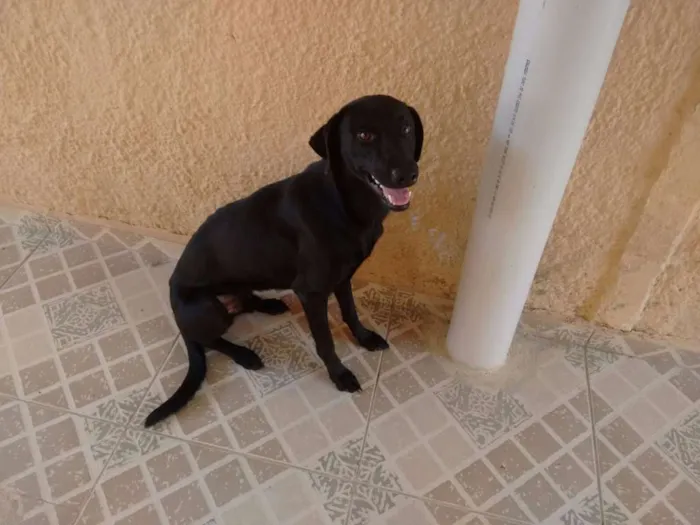 Cachorro ra a SRD idade 7 a 11 meses nome Dudu