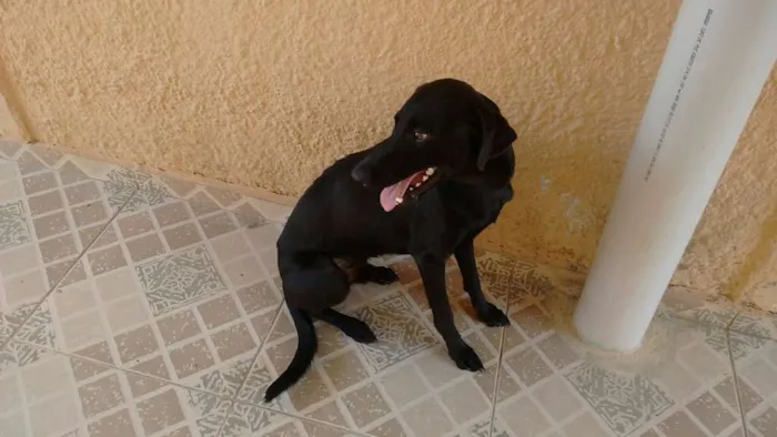 Cachorro ra a SRD idade 7 a 11 meses nome Dudu
