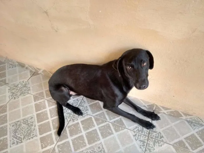 Cachorro ra a SRD idade 7 a 11 meses nome Dudu