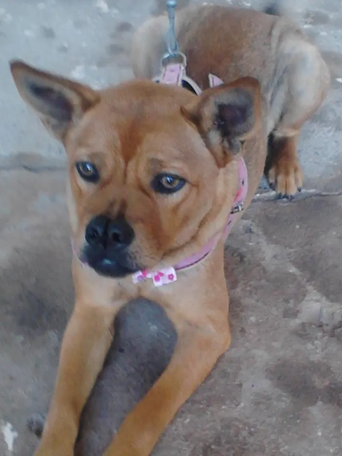 Cachorro ra a Chow chow com boxer idade 3 anos nome Melyna