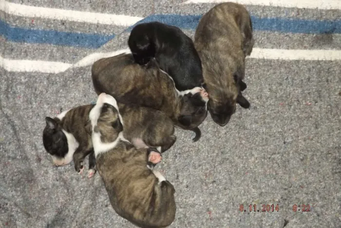 Cachorro raça  idade Abaixo de 2 meses nome Recém Nascidos