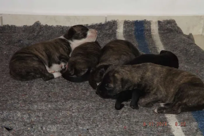 Cachorro raça  idade Abaixo de 2 meses nome Recém Nascidos
