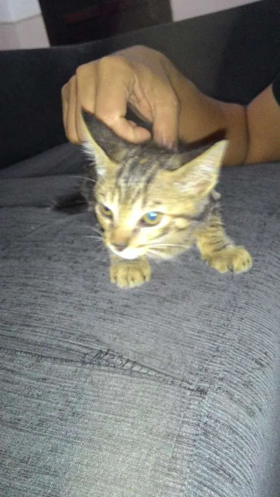 Gato ra a Sem raça idade 2 a 6 meses nome Ainda não tem