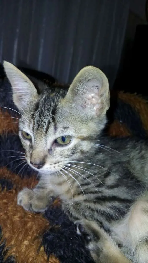 Gato ra a Sem raça idade 2 a 6 meses nome Ainda não tem