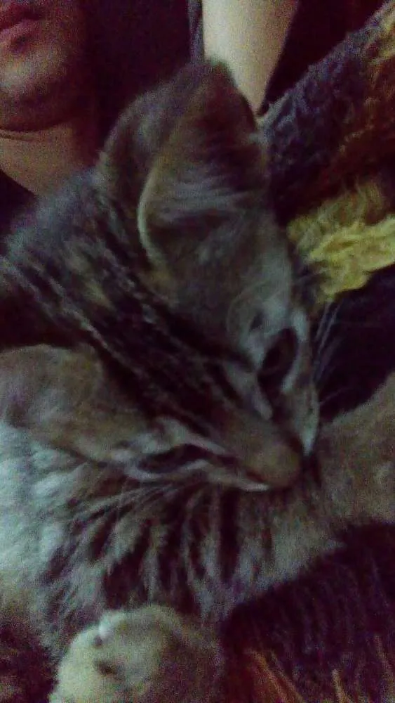 Gato ra a Sem raça idade 2 a 6 meses nome Ainda não tem