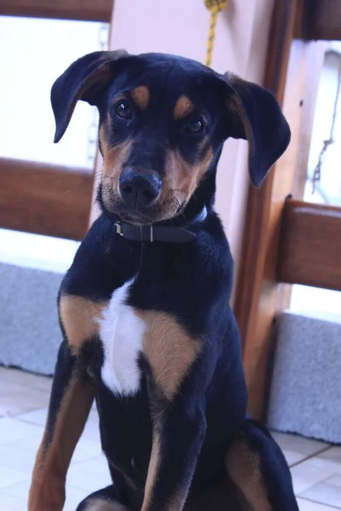 Cachorro raça SRD idade 2 a 6 meses nome NIKO