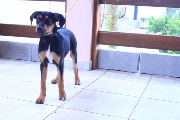 Cachorro raça SRD idade 2 a 6 meses nome NIKO