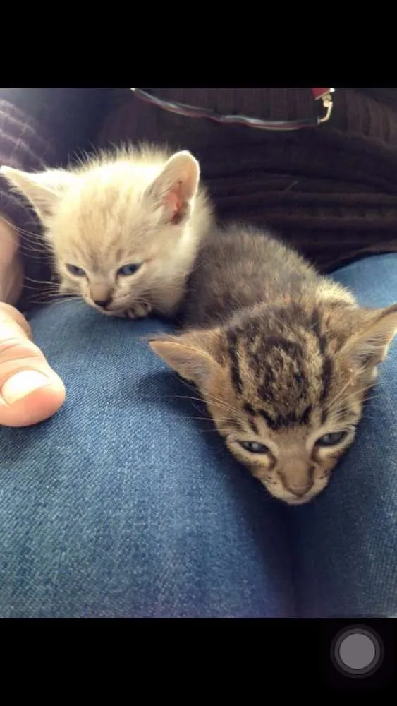 Gato raça  idade Abaixo de 2 meses nome Chico e Luna