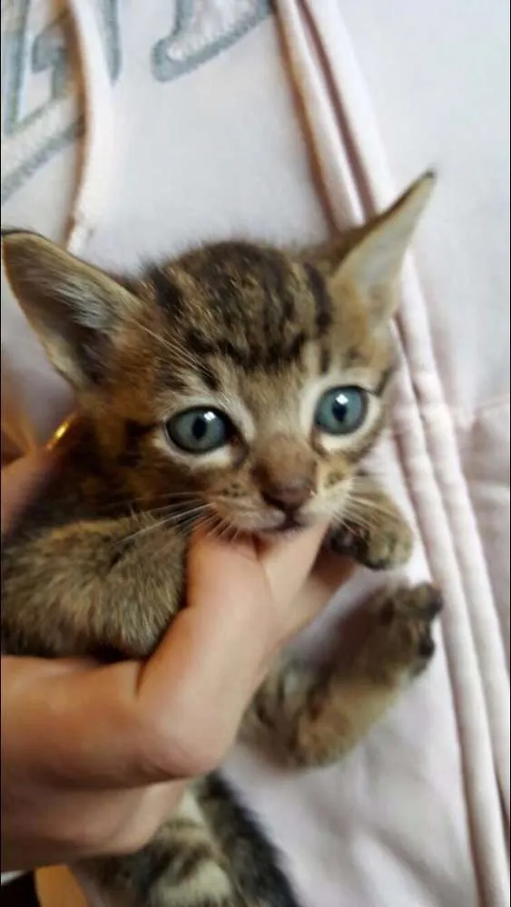 Gato raça  idade Abaixo de 2 meses nome Chico e Luna