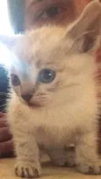 Chico e Luna