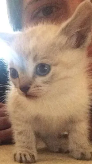 Gato raça  idade Abaixo de 2 meses nome Chico e Luna