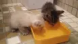 Chico e Luna