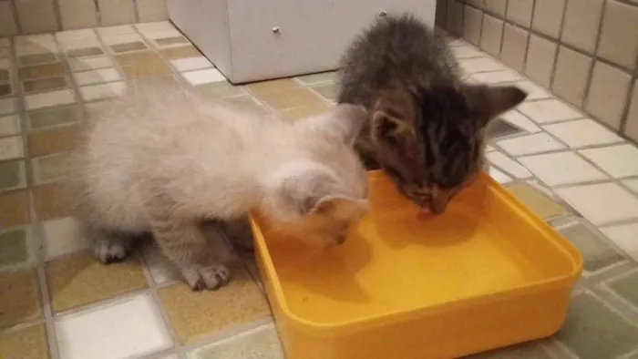 Gato raça  idade Abaixo de 2 meses nome Chico e Luna