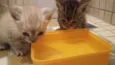 Chico e Luna