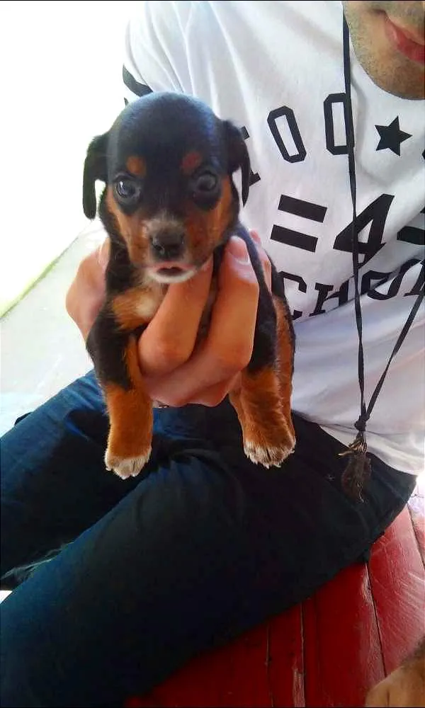 Cachorro ra a NÃO SEI idade Abaixo de 2 meses nome TITICO