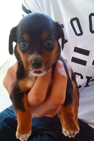 Cachorro ra a NÃO SEI idade Abaixo de 2 meses nome TITICO