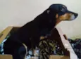 Preta