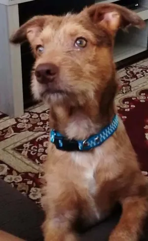 Cachorro raça Vira lata idade 1 ano nome Nino