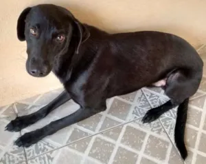 Cachorro raça SRD idade 7 a 11 meses nome Dudu